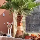تكريب النخل وقص الاشاجر