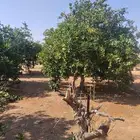 زيتون نيبالي مركن مثمر وارض