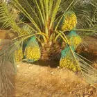 نخل مثمر فاخر نخل واشنطني زينه خلاص سكري هلالي ونانه مجدول