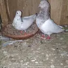 حمام باكستاني طيار زوجين وحد زوج لوكا