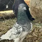 حمام بسعر مناسب