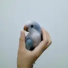 طير كويكر