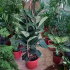 مشتل لتنسيق الحدائق