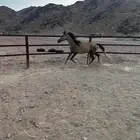 مهره عربي شعبيه