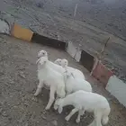 رخال حريات للبيع