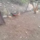 ثلاث دجاج وديك للبيع