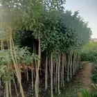 تنسيق حدائق