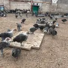 صوص فيومي سوبر جاميوا