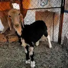 طلي ذبيحه للبيع