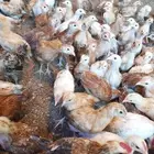 صوص دجاج بلدي هجين تركي عمر شهر