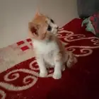 قطط للتبني