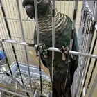 كنيور بلوشيك ( تم البيع )