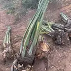 فسايل نخل للبيع جميع الانواع