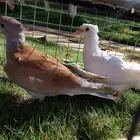 قمري