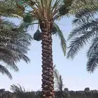 نخل جثيث للبيع جميع الأنواع
