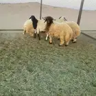 خرفان جذعان