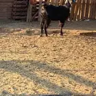 عنز سديس مقروعه قبل شهر حقت سرحه حد 600