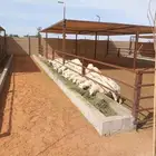 غنم حري بلدي