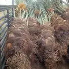 نخل للبيع عربي مثمر