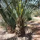 نخل جثايث مثمره