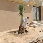 يوجد لدينا جميع انواع النخيل لتواصل