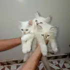 بسه