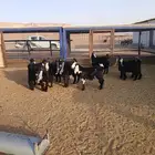 4 تيوس 4 جفار