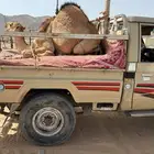 قعدان كفو زوجات ومبادي