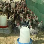ديوك فيومي