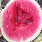 وسيط ومنسق حبحب ساجر