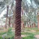 سلام عليكم بدعنا موسم تكريب كل مايلزم شغل نخيل تكريب نضافه