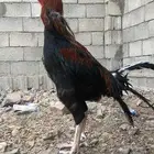 سلام عليكم عرض لكو ديك بكستاني سندي