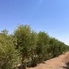 سلام عليكم ورحمة الله وبركاته يوجد لدينا جميع انواع الأشجار