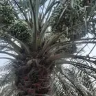 مطلوب ثمرنخل خضري ودخيني