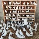 حمام فرنسي منتج سوبر جامبو شرط صحه وإنتاج بفضل الله