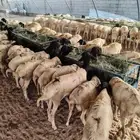 طليان بربري صومالي وتيوس صوماليه جدعان