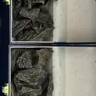 عود كلمنتان درجة أولى