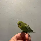 بادجي اليف وهدد دخلي نشبه نشبه لعوب لايفوتكم