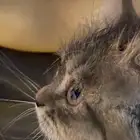 قط سكوتش فولد تايقر انثى سكوتش