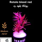 نباتات أنواع مختلفة للحوض سمك