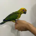 صن كنيور نهاية غر