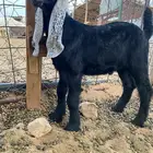 للبيع دواغير تيوس طيبات