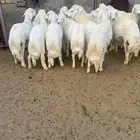 خرفان جبره وناهيه وونظاف وسمان ومشروطه جنب وطرف وشعره الت