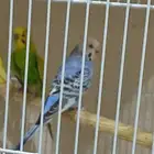 زوج بادجي مع انتاجه