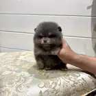 بومارينين تي كب لون نادر