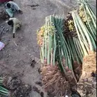 السلام عليكم ورحمه الله وبركاته عندنا نخل طيب متواجد في مكه