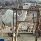 قعود عفر لقي مسكت من ان بغيته مبدأ وين بغيته مقنوي