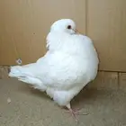 ذكر حمام كنق ابيض صك