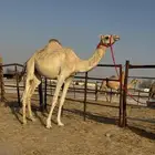 لقيه بنت ولد سياف الامير وامها سودانيه طوع وسلم العداريب شر