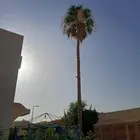 شغل جميع انواع نخيل واشنطن وعربي ونقل زينه واشنطن